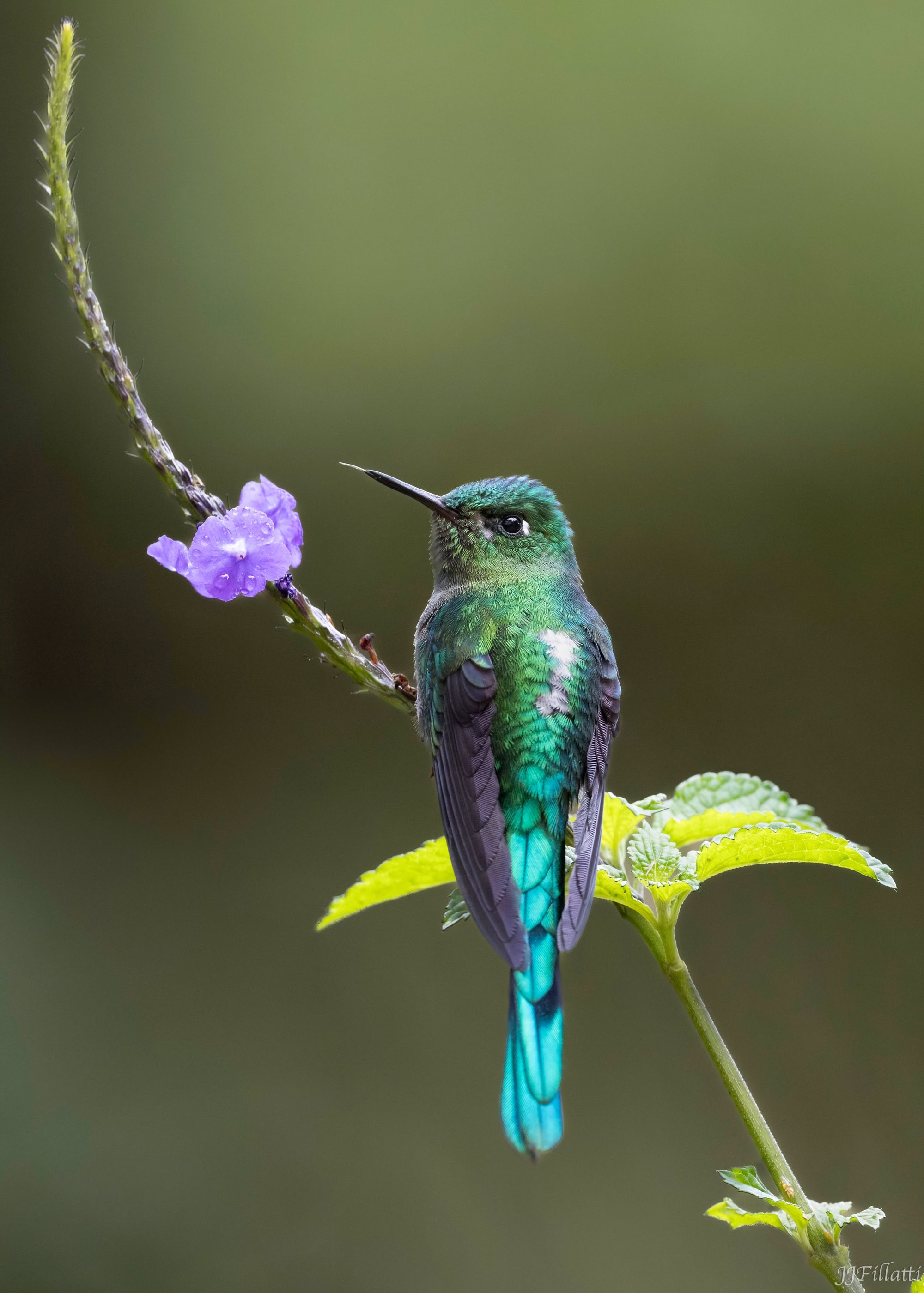 bird of colombia image 30